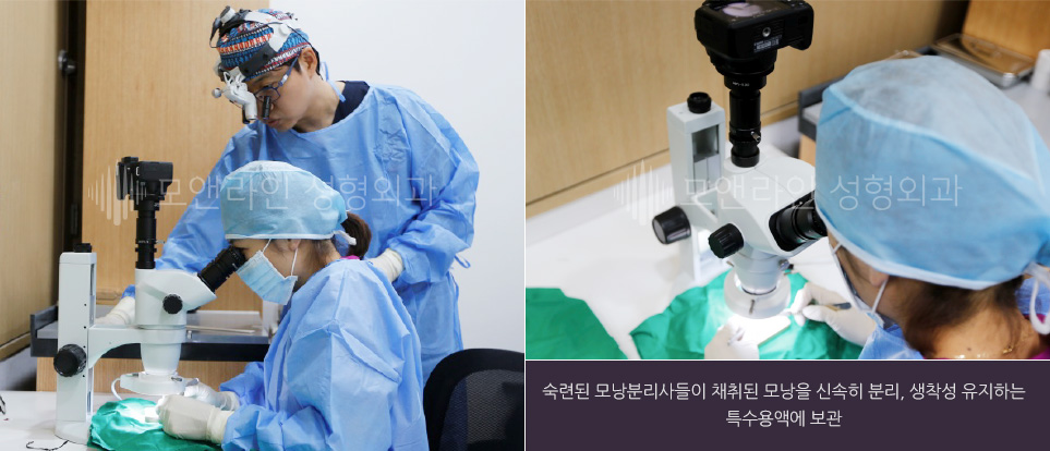 숙련된 모낭분리사들이 채취된 모낭을 신속히 분리, 생착성 유지하는 특수용액에 보관